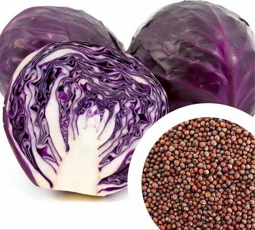 RED CABBAGE SEEDS