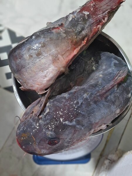 Poisson frais pour cuisine