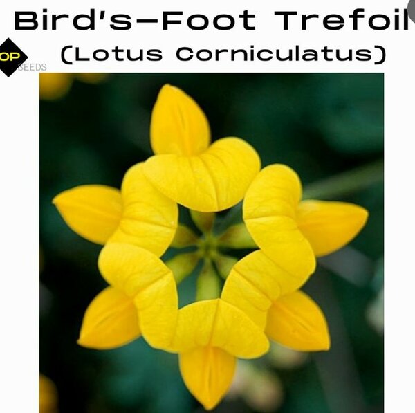 Bird’s-Foot Trefoil Seeds (Lotus Corniculatus)