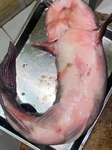 Poisson machoiron 3800/kg