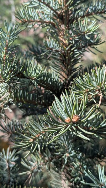 Ель Голубая колючая