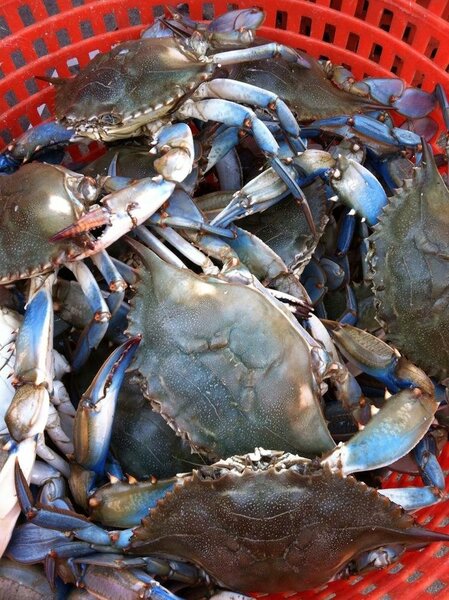 Crabes Bleus Frais de Mer