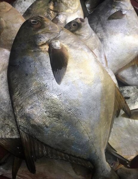 Poissons frais sur balance