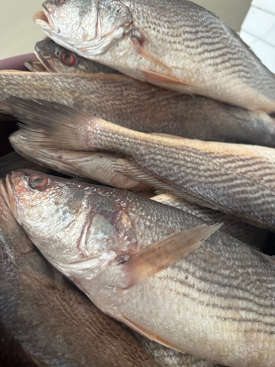 Sosso local poisson frais mer