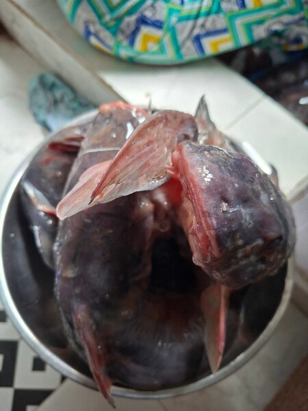 Carpe et machoirons de kossou