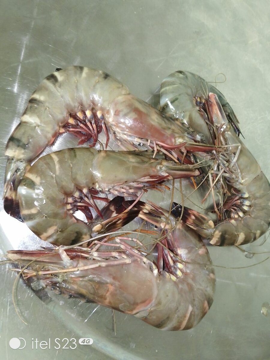 Crevettes fraîches premium