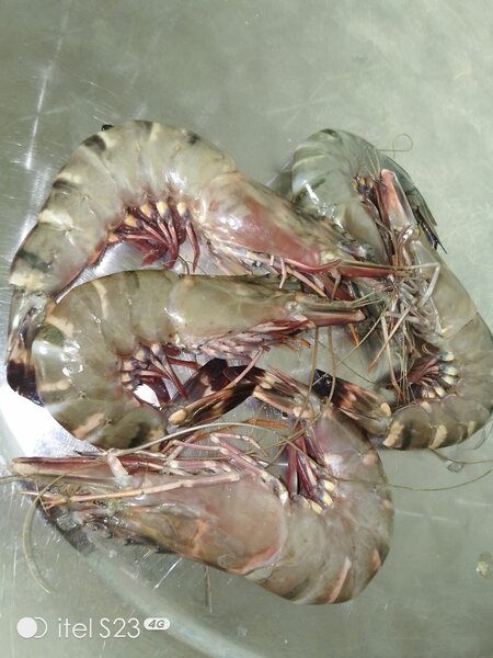 Crevettes fraîches premium