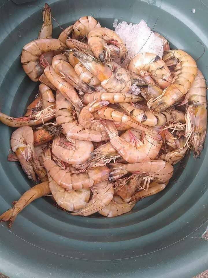 Crevettes fraîches givrées