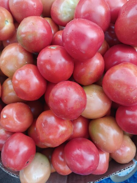 Tomates fraîches de qualité