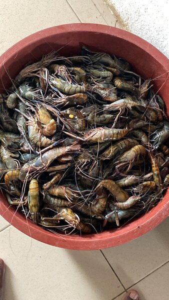 Crevettes fraîches en vrac