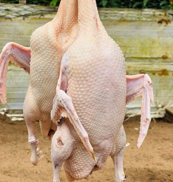 Canard entiére fraîche