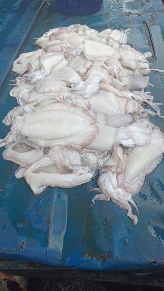 Calmars frais - Qualité