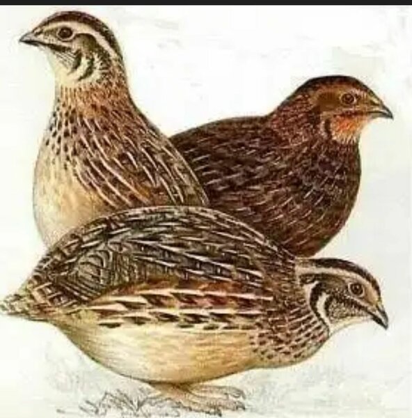 Caille fraîche 100% naturelle