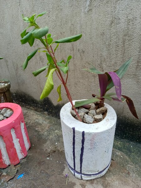 Pots en béton colorés