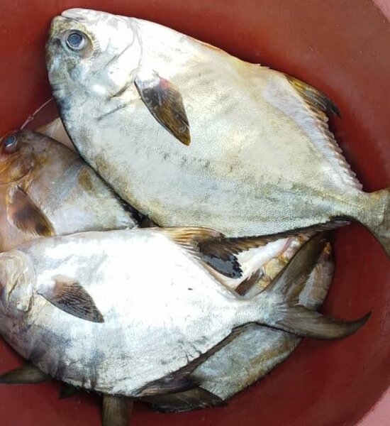 Poisson frais arraies