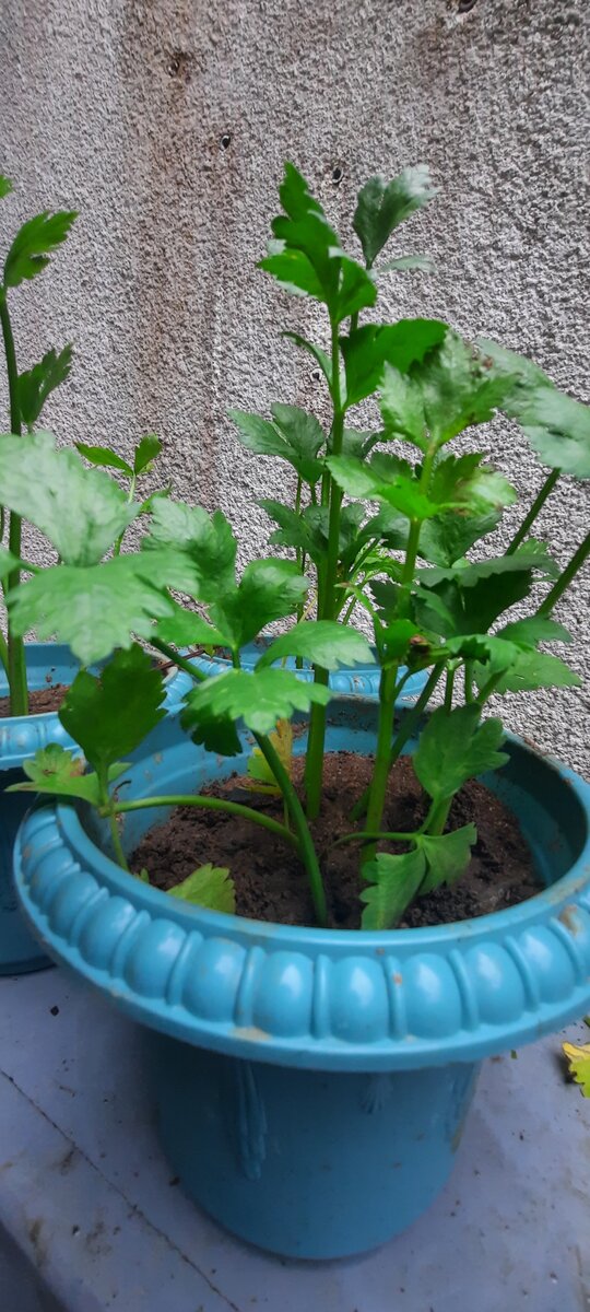 Plante de céleri en pot