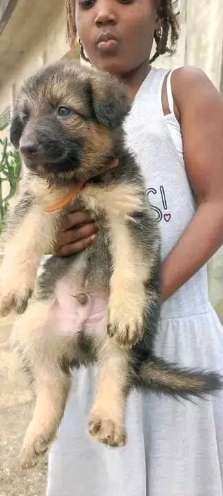 Chiots berger allemand