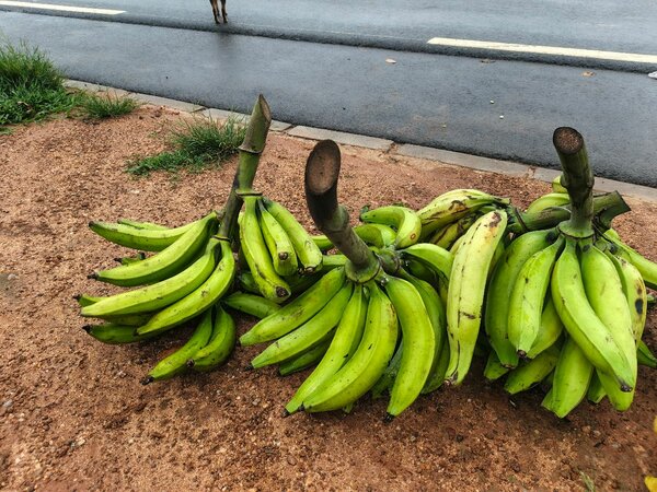 Bananes Plantains Fraîches