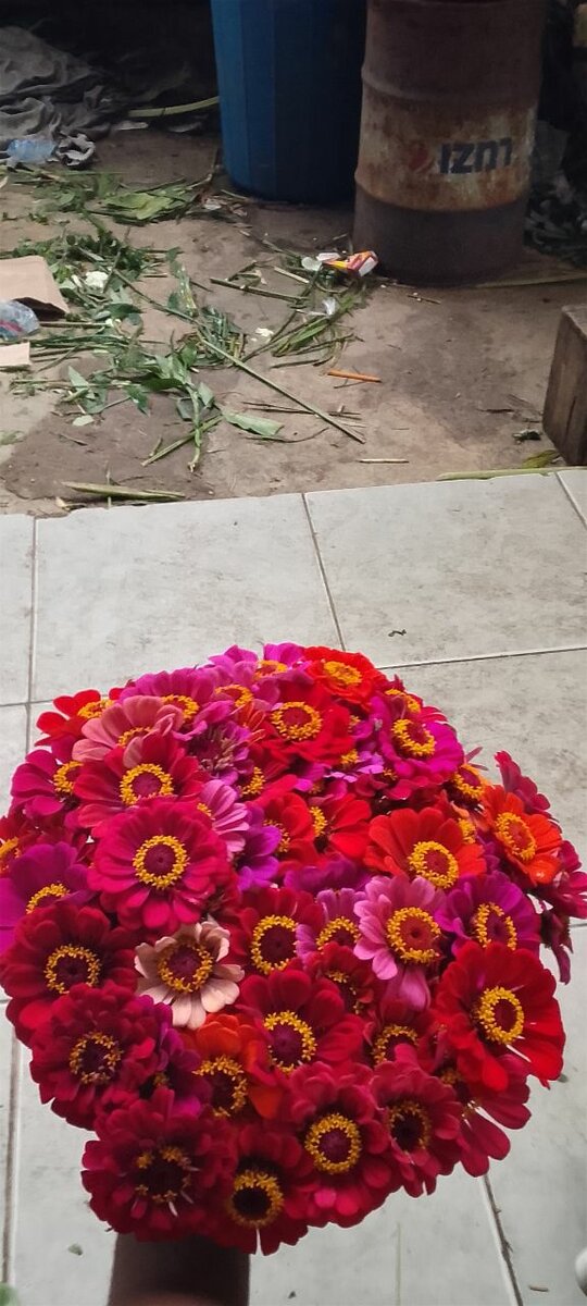 Bouquet vibrant de Zinnias