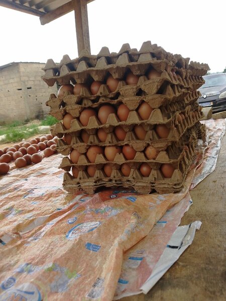 Oeufs Fermiers Frais