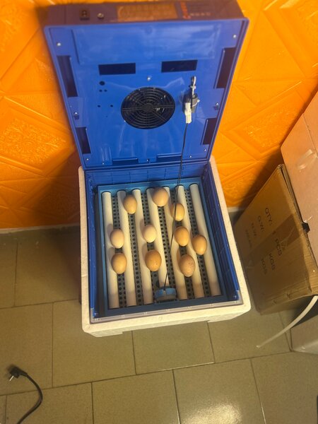 Incubateur Automatique 36 Œufs