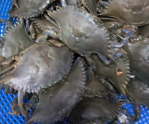 Crabes et poissons frais