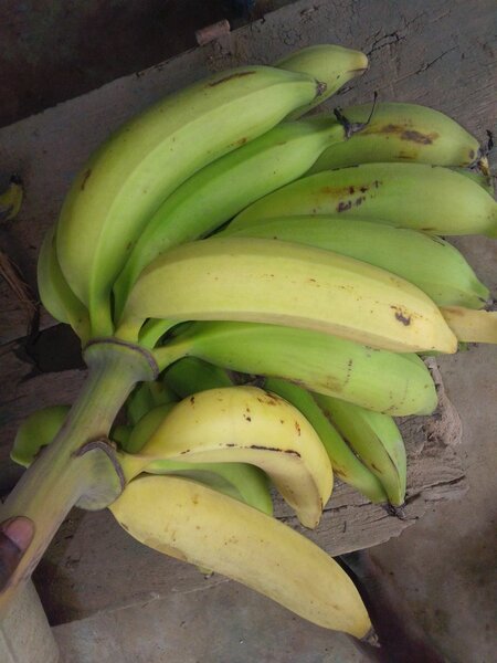Bananes fraîches naturelles