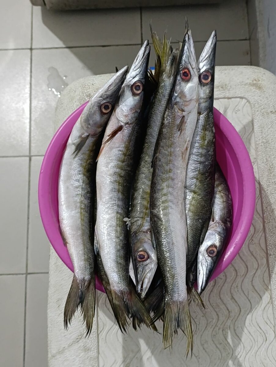 Poisson BROCHET Frais