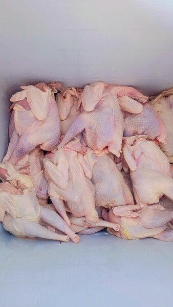 Poulets pondeuse frais