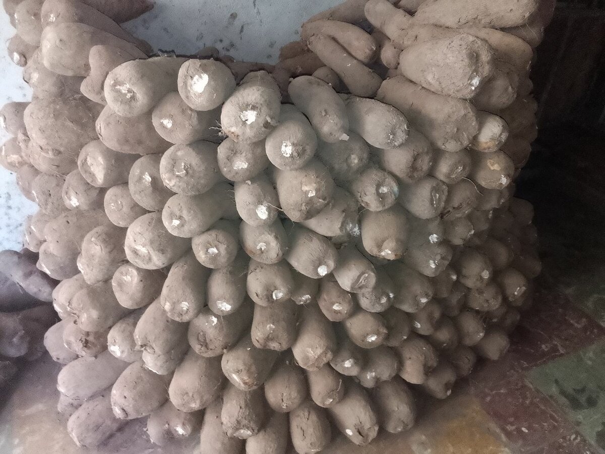 Igname kponan de qualité supér