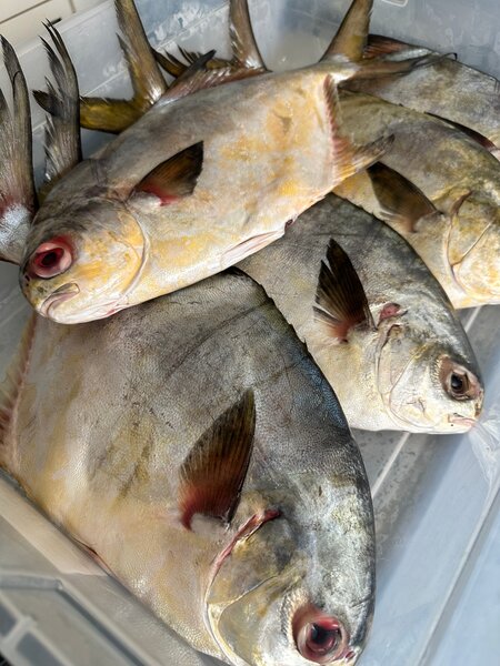 Araie locale frais eau douce