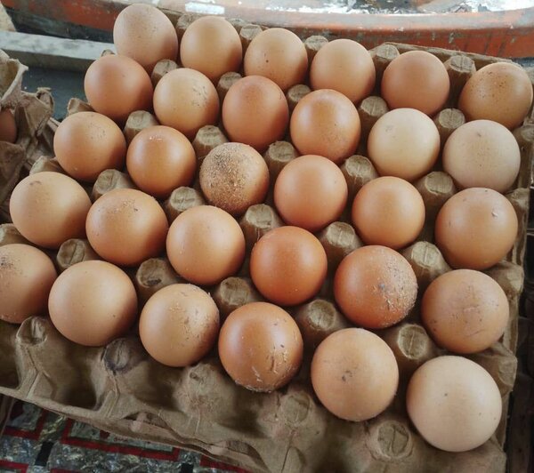 Œufs frais de ferme