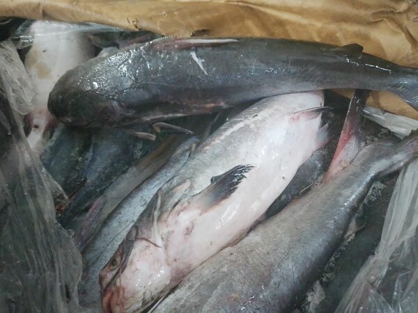 Poisson frais premium