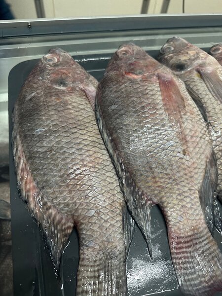 Carpes locales fraîches