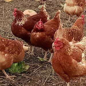 Poules pondeuses brunes