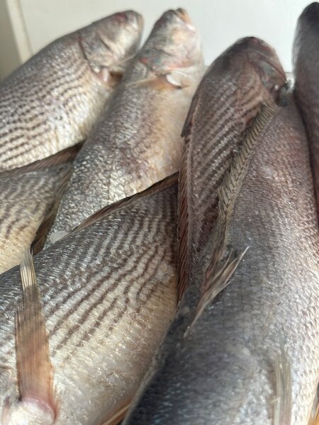 Sosso local poisson frais mer