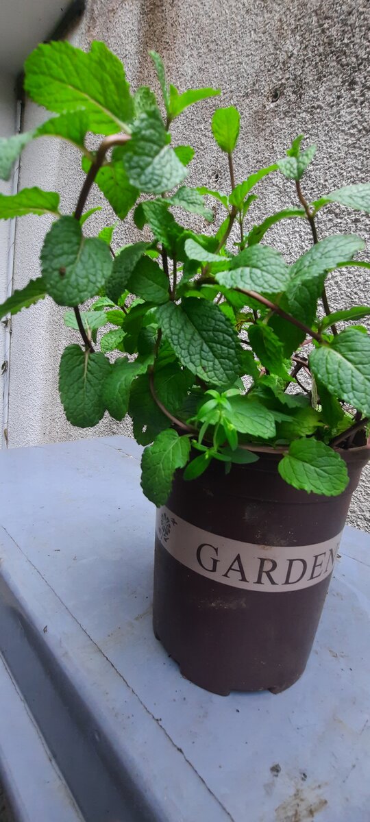 La menthe française