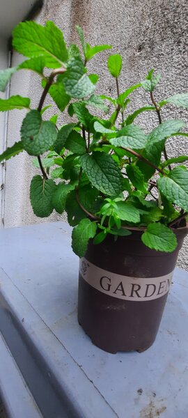 La menthe française