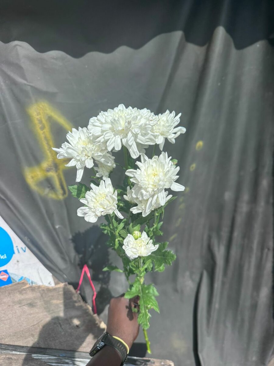 Bouquet élégant de chrysanthèmes blancs