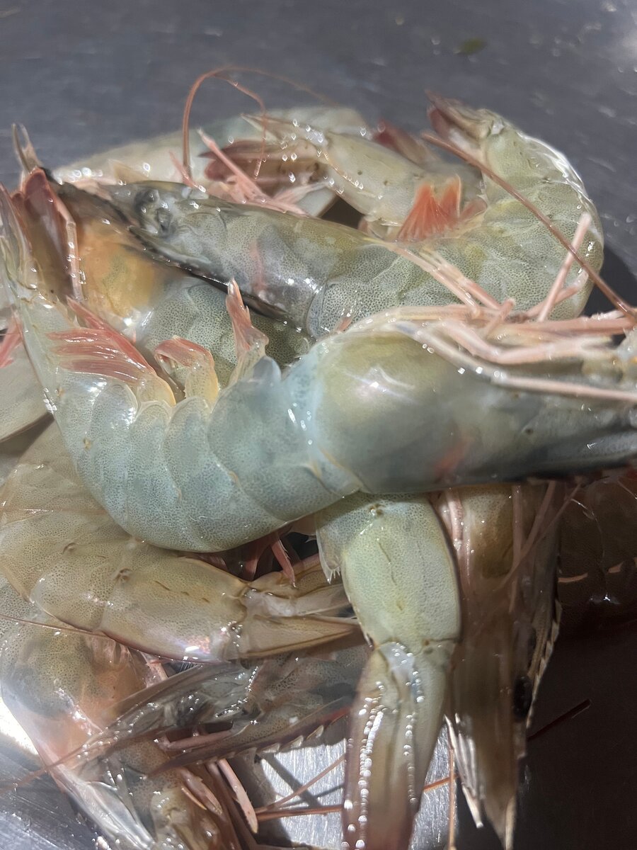 Crabes et Crevettes Frais