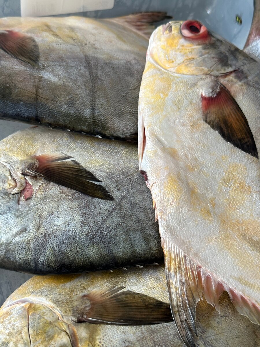 Araie locale frais eau douce