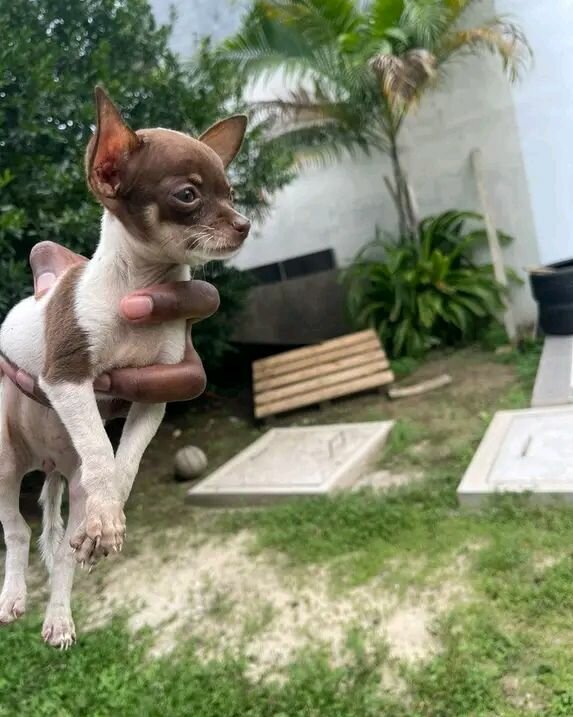 Adorables chiots Chihuahua