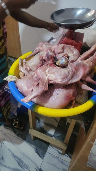 Lapins frais prêts à cuire