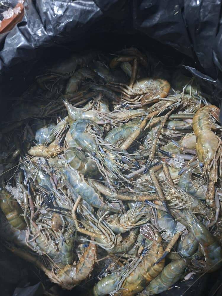 Poissons et Crevettes Fraîches