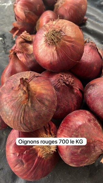 Oignons rouges frais