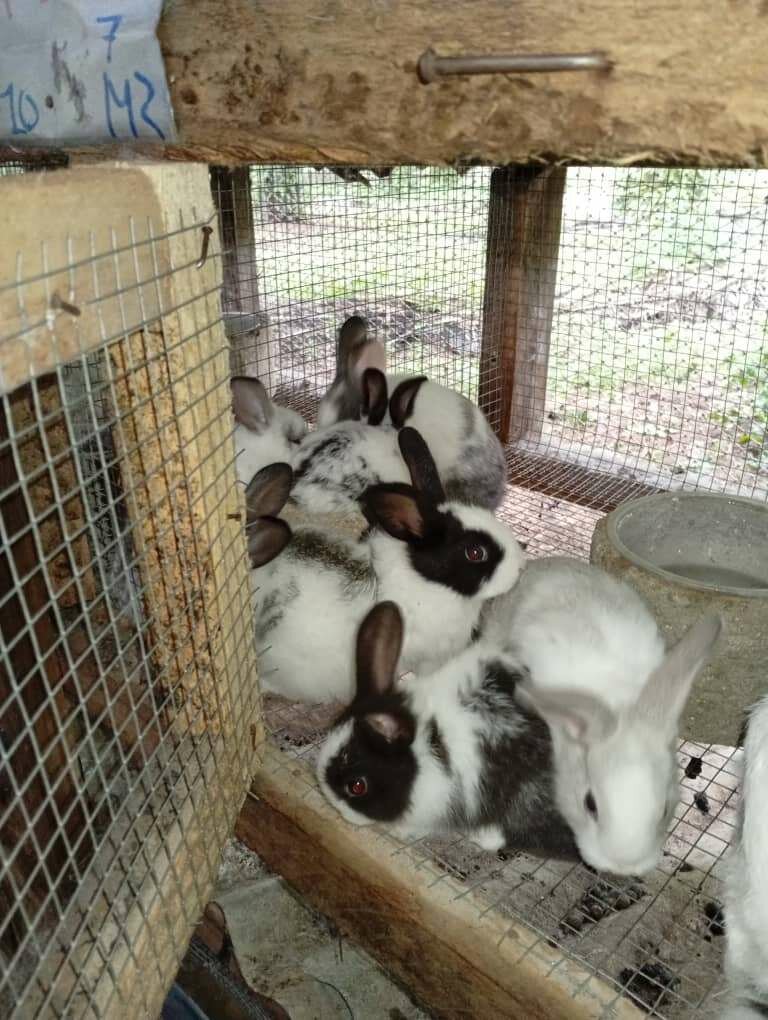 Lapin frais 1.6 1.7 1.8