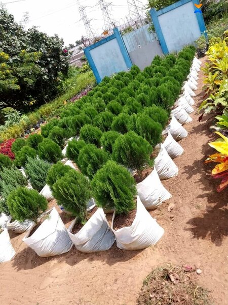 Plantes d'intérieur