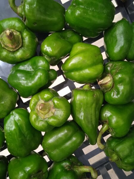 Poivrons verts 1 890 f / kg