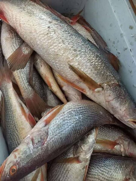 Poissons frais de qualité