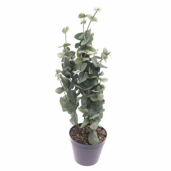 Eucalyptus plant..WB-YS22-192S